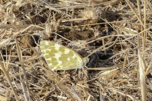 Réf. 237 412 : Pontia daplidice